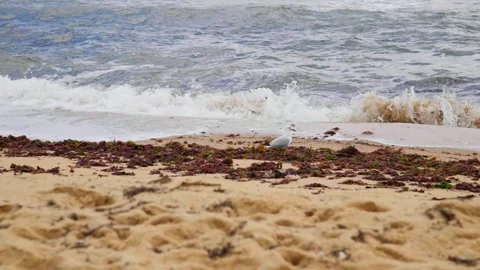 Seagull Walking on Beach Stock Footage 321093241