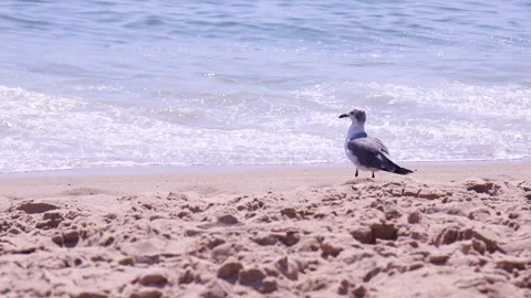 Seagull Walking on Beach in Front of the Ocean Vídeos de archivo 203567896
