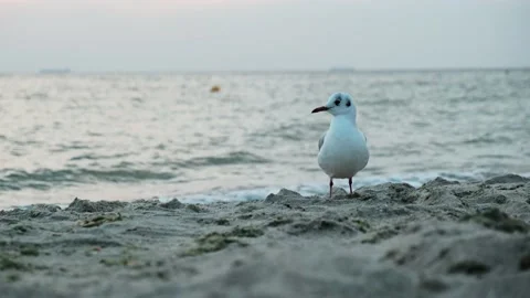 Seagull walking on the beach. Grey gull looking for food on the sea shore. Stock Footage 197540771