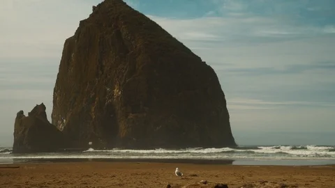 Seagull walking on beach at Haystack Rock Cannon Beach Oregon 库存影片 102416742