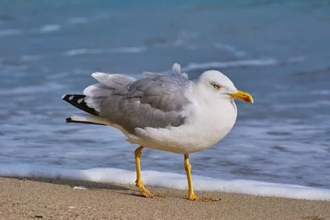 Seagull Walking by the Beach Stock Photos