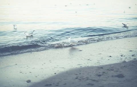 Seagull walking on beach Stock Photos