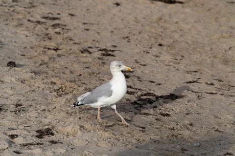 A seagull walking on the beach Stock Photos