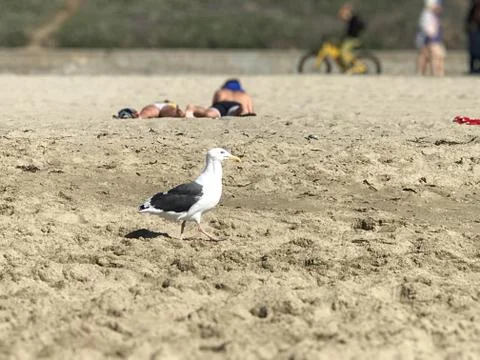 Seagull walking on the beach Stock-Fotos