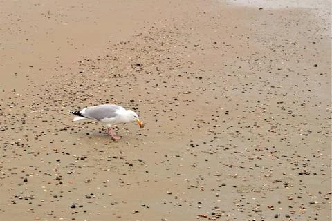 A seagull is walking at a beach picking some seashells Stock Photos