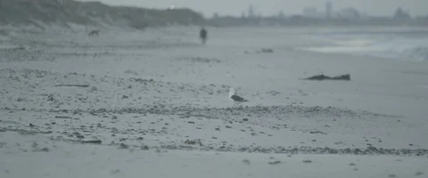 Seagull walking on a beatch - UHD Prores 422 Stock Footage 103855231