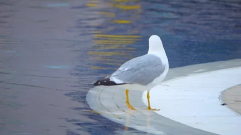 Seagull walking beside a pool, with reflections in the water adding a seren.. Stock Footage 293717443