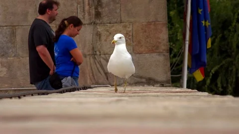 Seagull walking on a brick wall. 4K. Stock Footage 72107938