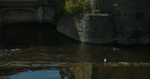 A seagull walking in the canal. 库存影片 95161035