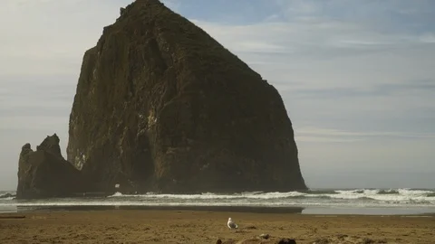 Seagull walking on Cannon Beach in Oregon with Haystack Rock uncolored Stock Footage 102416662