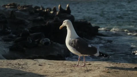 Seagull Walking On Cliff Overlooking Pacific Ocean 스톡 동영상 221752678