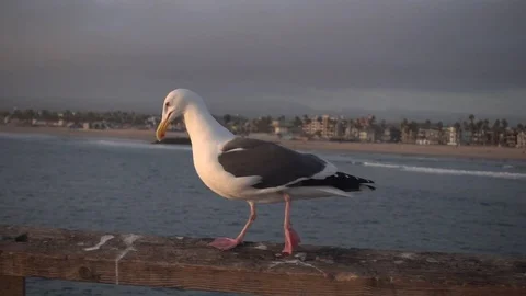 Seagull Walking Closeup Stock Footage 80292901
