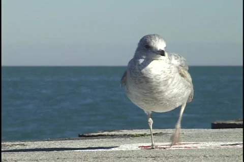 Seagull Walking Stock Footage 298305