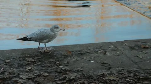 Seagull walking Video stock 12503538