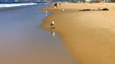 Seagull walking Stock Footage 95768944