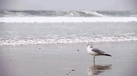 Seagull Walking in Front of Waves Vídeo Stock 34660087