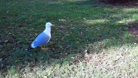 Seagull Walking on Grass Stock Footage 99563047