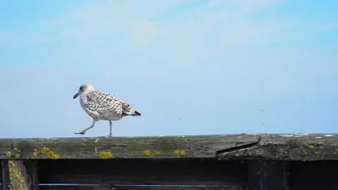 Seagull walking on ledge Stock Footage 205869671