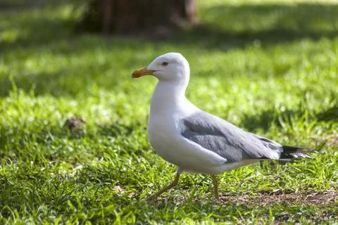 Seagull walking to the left Stock Photos