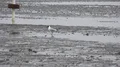Seagull walking in the mudflats at german North Sea coast 4k or 4k+ Resolution