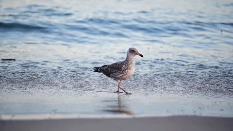 Seagull walking at the ocean 스톡 동영상 115952453