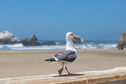 A Seagull Walking Stock Photos