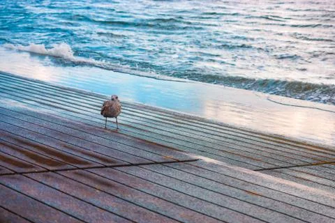 Seagull is walking on the pier Stock Photos