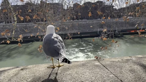 Seagull Walking on Railing Over the Tiber River in Rome Stock Footage 309931919