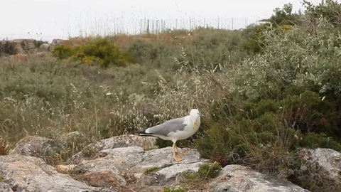 Seagull walking on the rocks Stock Footage 90793407