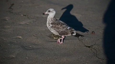 Seagull walking in the sand 스톡 동영상 115952351