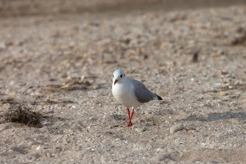 Seagull walking on sand Stock Photos