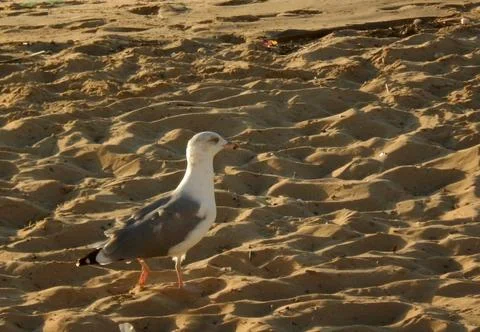 Seagull walking on the sand Stock Photos