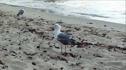 Seagull Walking On Sandy Beach Stock Footage 25270841