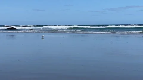 Seagull Walking on Sandy Beach by the Ocean Stock Footage 309846712