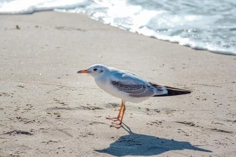 Seagull walking on sandy beach Stock Photos