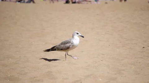 Seagull walking on sandy beach in slow motion Stock Footage 168562875