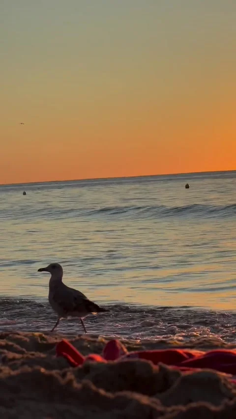 Seagull walking on sandy beach at sunset Stock-Footage 339882800