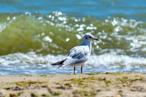 Seagull walking on sandy seashore Foto stock