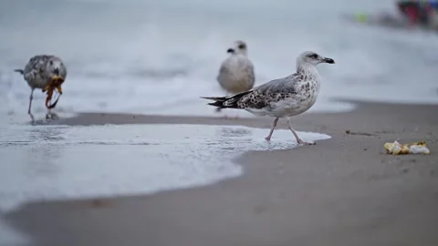 Seagull walking on the sandy shore, waves gently rolling towards its feet in Stock Footage 297901804