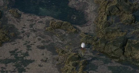 Seagull Walking In Shallow Water Stock Footage 340471480