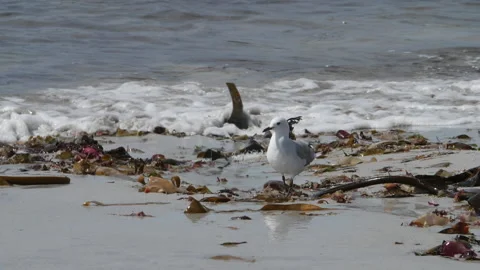 Seagull walking on the shore, wave breaking in background. Stock-Footage 145716581