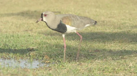 Seagull Walking (Slow Mo) (96 FPS) Video stock 33906410