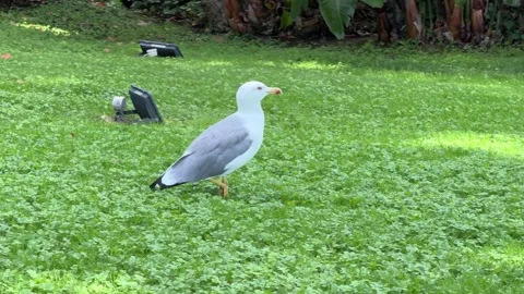 Seagull Walking - Static Daytime View Stock Footage 346420251