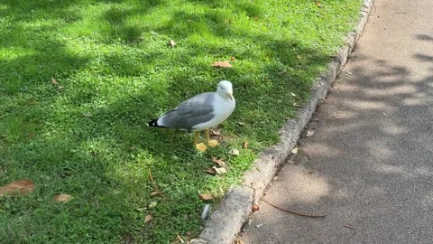 Seagull Walking - Static Daytime View Stock Footage 346420266