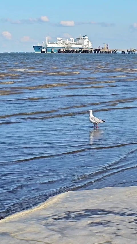 Seagull walking through waves on the beach with a large industrial ship docke Stock Footage 333591984