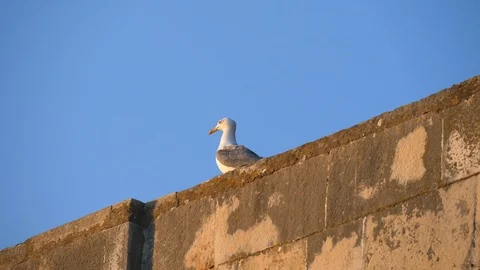 Seagull walking on top of a wall of an old mediterranean coastal fortress Stock-Footage 94158645