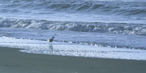 Seagull walking towards the waves on the beach Stock Footage 103493482