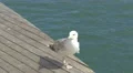 Seagull walking on the waterfront in Barcelona 4k or 4k+ Resolution