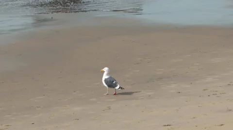 Seagull walking to the waters edge. Stock Footage 54566227