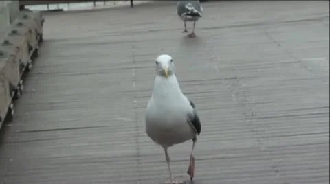 Seagull Walking On Wharf Stock Footage 11945570